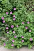 Geranium sanguineum 'Dilys', Storchschnabel, rosa, ca. 9x9 Produktbild-Vorschau 2