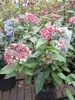 Viburnum tinus Spirit - Lorbeer-Schneeball Spirit 30-40 Produktbild-Vorschau 3