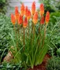 BALDUR Garten 1x Kniphofia 'Alcazar', Knolle in Größe I , Produktbild-Vorschau 1