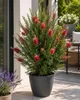 Callistemon Captain Cook: altezza 80-100 cm. Altrimenti Anteprima dell’immagine prodotto 1