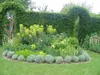 3 x Euphorbia characias ‚Wulfenii'  (Mittelmeer-Wolfsmilch) Produktbild-Vorschau 3