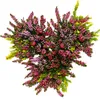 Calluna vulgaris - Set de 3 plantes - Bruyère à balai - Voir les images du produit 3