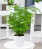 BALDUR Garten 1x Asparagus Plumosa, Pflanze im 12 cm-Topf, Produktbild-Vorschau 1