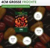 Chili Habanero Mix Samen - sehr scharf - Capsicum chinese - Produktbild-Vorschau 4