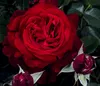 Dehner Rose Nostalgie®-Edelrose Admiral®, Züchter Tantau, Produktbild-Vorschau 3