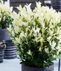 A variegated Euonymus plant in a dark pot, with other pots in the background. Produktbild-Vorschau