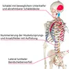 A detailed anatomical model of a human skeleton with labels pointing to specific parts. Produktbild-Vorschau