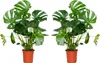 Bloomique - Lot de 2 - Monstera Deliciosa - Plante-gruyère Voir les images du produit 1