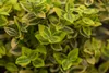 A close-up view of variegated green and yellow leaves of a plant. Produktbild-Vorschau