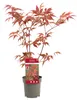 3 x Arce japonés de hojas rojas, tamaño 40 cm Vista previa de la imagen del producto 2