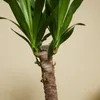 Bloomique - 2er Set - Yucca Elephantipes - Yucca Palme - Produktbild-Vorschau 5