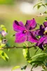 Clematis viticella 'Polish Spirit', violett, 80–100 cm Produktbild-Vorschau 8