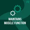 Two gears are shown, one white and one teal, with the text "MAINTAINS MUSCLE FUNCTION" below them. A teal 'R' logo is in the top right corner. Náhled obrázku produktu