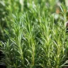 Bloomique - 3er Set - Rosmarinus Officinalis - Produktbild-Vorschau 5