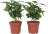 Kaffeepflanze - 2 Stk - Coffea arabica - Höhe 25-40cm - Produktbild-Vorschau 1