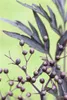 Sambucus nigra 'Black Lace', Schwarzer Holunder, dunkelrot, Produktbild-Vorschau 8