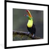 MuchoWow® Gerahmtes Poster Tukan im Regen 40x40 cm - Poster Produktbild-Vorschau 1