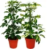 Radiant Aralia Duo - Schefflera - bialo-zielone liscie - Podgląd zdjęcia produktu 1