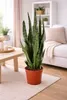 Sansevieria Zeylanica Bogenhanf ca. 100 cm – luftreinigende Produktbild-Vorschau 3