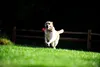 A yellow Labrador dog is running across a grassy field with a red ball in its mouth. A wooden fence is visible in the background. Produktbild-Vorschau