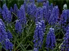 CALVENDO Puzzle Traubenhyazinthen. Montreal, Botanischer Produktbild-Vorschau 3