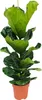 Bloomique - Ficus Lyrata - Roślina lirolistna - Rośliny Podgląd zdjęcia produktu 1
