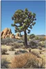 ARTland Leinwandbild Joshua Tree in der Mojave Wüste III Produktbild-Vorschau 1