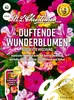 Duftende Wunderblumen Gestreifte Mischung  | Produktbild-Vorschau 1