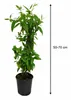 Skutečný stálezelený zimolez 60–80 cm Lonicera henryi – Náhled obrázku produktu 5