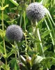 6 x Echinops rit. 'Veitch's Blue' - chardon globe - pot 9 x Voir les images du produit 4