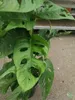 Monstera obliqua Monkey Leaf 30-40 cm - MONSTERA MONKEY Anteprima dell’immagine prodotto 3
