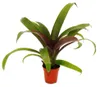 Mini-Bromelien-Set "Nature's Touch" - 4 Pflanzen mit Produktbild-Vorschau 3