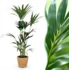 Howea Forsteriana (palmier Kentia) - Grande plante Voir les images du produit 4