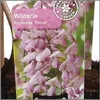 Wisteria floribunda Rosea 70-80 cm  Rosa Japanischer Produktbild-Vorschau 2