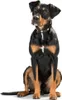Hunter 42831, Hund, Standardkragen, Schwarz, Braun, Leder, Produktbild-Vorschau 12