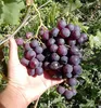 Tafeltraube ´ROŠFOR´ 30-40 cm, Cont. 3 l Produktbild-Vorschau 3