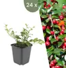 Plants by Frank | 24 Plantes de cotoneaster | Cotoneaster Voir les images du produit 1