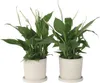Friedenslilie - Einblatt - 2 Stk - Spathiphyllum Torelli - Produktbild-Vorschau 7