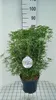 Choisya tern. 'White Dazzler'® - Orangenblume 60- + cm Produktbild-Vorschau 1
