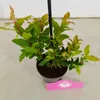 Sada 3 čučoriedok - Vaccinium cylindraceum 'Blau Perle' - Náhľad obrázku produktu 3