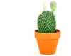 Gardners Opuntia, priemer 6 cm Náhľad obrázku produktu 6