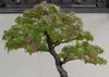 SAFLAX - Amerikanischer Amberbaum - Liquidamber styraciflua Produktbild-Vorschau 4