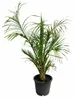Dypsis decaryi, trojhranná palma, výška 120-140 cm. Náhľad obrázku produktu 4