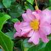 A close-up of a pink camellia flower with yellow stamens, surrounded by green leaves. Produktbild-Vorschau
