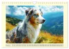 Australian Shepherd. Wanderfreude auf Pfoten im Bergsommer Produktbild-Vorschau 4