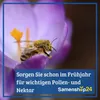 SPERLI Maxi Trompeten-Narzissen Mischung Narcissus Produktbild-Vorschau 7