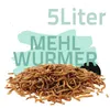 Mehlwürmer 5 Liter | Für Koi, Vögel, Igel, Hühner, Hamster Produktbild-Vorschau
