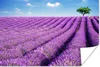 MuchoWow® Poster Rollende Lavendelhügel mit einem Baum Produktbild-Vorschau 1
