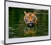 MuchoWow® MuchoWow® Gerahmtes Poster Tiger im Wasser 40x30 Produktbild-Vorschau 1
