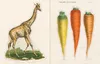 John Derian Sticker Book Produktbild-Vorschau 4